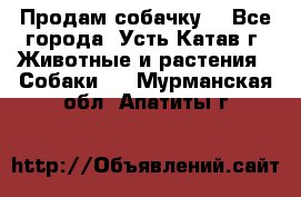 Продам собачку  - Все города, Усть-Катав г. Животные и растения » Собаки   . Мурманская обл.,Апатиты г.